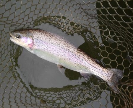 大安トラウトレイク 釣果